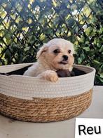 Leuke boomer pups, Dieren en Toebehoren, Honden | Chihuahua's en Gezelschapshonden, Maltezer, CDV (hondenziekte), 8 tot 15 weken