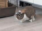 Lief, actief, konijn vrouwtje + binnenhok, Dieren en Toebehoren, Ophalen, Hok, Konijn, Minder dan 60 cm