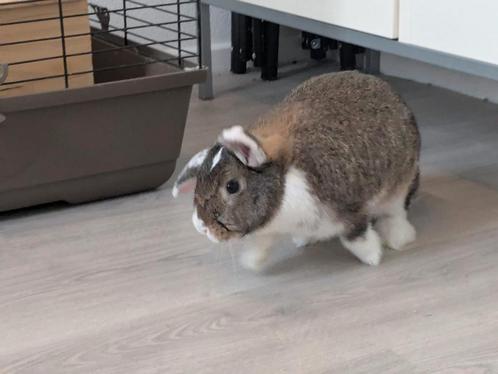 Lief, actief, konijn vrouwtje + binnenhok, Dieren en Toebehoren, Knaagdieren en Konijnen | Hokken en Kooien, Hok, Minder dan 60 cm