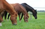 Paarden pension paarden stalling kleinschalig, Weidegang, 1 paard of pony