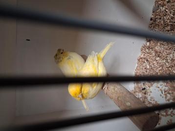 Meerdere mooie kleuren gloster kanaries beschikbaar voor biedingen