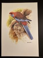 Pennant Rosella, Verzenden, 1980 tot heden, Zo goed als nieuw, Dier