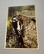 Specht, vogel, Ophalen of Verzenden, Vogel