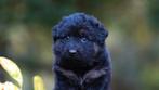 Oudduitse herder pups beschikbaar, Dieren en Toebehoren, Honden | Herdershonden en Veedrijvers, CDV (hondenziekte), 8 tot 15 weken