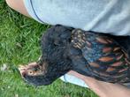 2 Lieve Barnevelder hanen, Dieren en Toebehoren, Pluimvee, Mannelijk, Kip