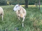 Zuivere swifter stamboekram, Mannelijk, Schaap, 0 tot 2 jaar