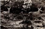 Drenthe - 8 ansichtkaarten jaren 50 60, Verzamelen, Verzenden, 1940 tot 1960, Gelopen, Drenthe