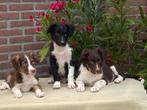 Bijzonder mooie BORDER COLLIE x FRIESE STABIJ pups, Dieren en Toebehoren, Nederland, CDV (hondenziekte), 8 tot 15 weken, Meerdere