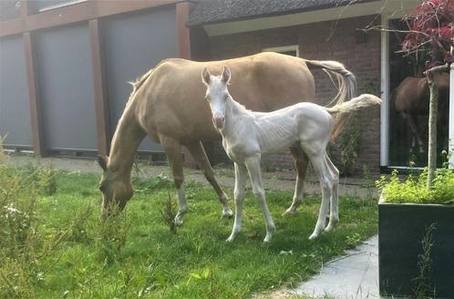 Bijzondere Akhal-Teke, Kaspische en Falabella paarden, Dieren en Toebehoren, Pony's, Meerdere dieren, Niet van toepassing, Met stamboom