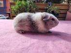 Lieve zilveragouti-wit rex cavia, Dieren en Toebehoren, Cavia, Augustus, Mannelijk, Tam