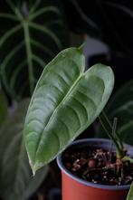 Anthurium veitchii, Huis en Inrichting, Kamerplanten, Ophalen of Verzenden, Overige soorten, Minder dan 100 cm