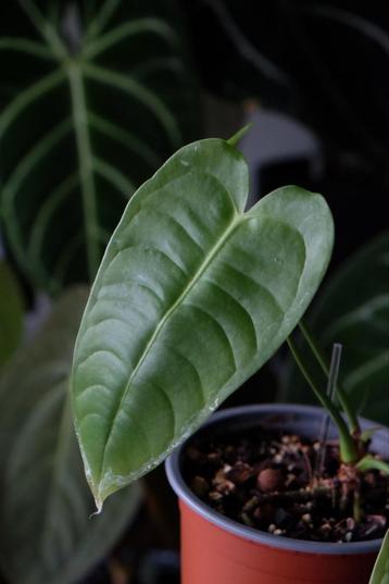 Anthurium veitchii beschikbaar voor biedingen