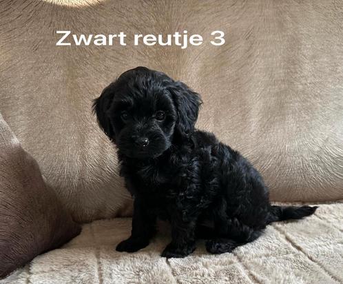 Dwerg poedel pups zwart, Dieren en Toebehoren, Honden | Chihuahua's en Gezelschapshonden, Reu, Poedel, Particulier, Meerdere, Nederland