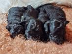 Maltipoo pups, Dieren en Toebehoren, Honden | Chihuahua's en Gezelschapshonden, 8 tot 15 weken, Meerdere, Nederland, Fokker | Hobbymatig