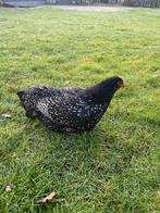 Diverse rassen krielkippen, Dieren en Toebehoren, Pluimvee, Vrouwelijk, Kip