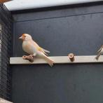 2 isabel pastel major putter poppen, Dieren en Toebehoren, Vogels | Overige Vogels, Vrouwelijk, Wildzangvogel