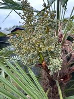 Dadeltakken, Ophalen, Volle zon, Palmboom, Minder dan 100 cm