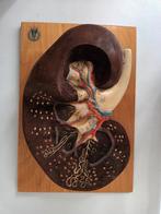 Antiek Medisch Anatomisch model Nier sonneberg lesmateriaal, Ophalen of Verzenden