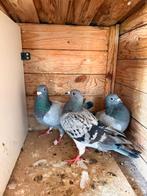 Drie postduiven te koop, Dieren en Toebehoren, Meerdere dieren, Postduif