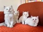 Ragdoll Blue Color, Dieren en Toebehoren, Katten en Kittens | Raskatten | Langhaar, Meerdere dieren, 0 tot 2 jaar
