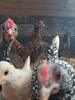 Mooie jonge sebrights, Dieren en Toebehoren, Pluimvee, Meerdere dieren, Kip