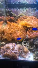 Tepelanemoon grote, Dieren en Toebehoren, Vissen | Aquariumvissen, Vis