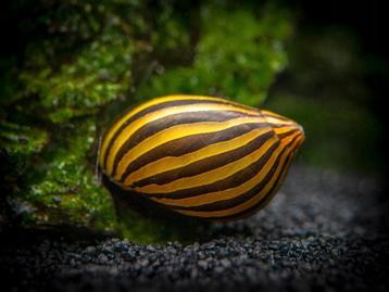 Neritina natalensis zebra slak de algenetende slak beschikbaar voor biedingen