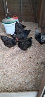 Mooi toom banevelders, Dieren en Toebehoren, Pluimvee | Toebehoren, Ophalen, Zo goed als nieuw, Kippenhok of Kippenren