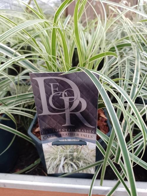 Groenblijvende Japanse zegg (Carex), Tuin en Terras, Planten | Tuinplanten, Vaste plant, Siergrassen, Halfschaduw, Lente, Ophalen