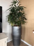 Grote planten in stenen potten (90x45cm), Ophalen, 100 tot 150 cm, Palm, Halfschaduw