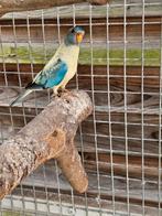 Mooie jonge splendid 2025, Dieren en Toebehoren, Vogels | Parkieten en Papegaaien, Mannelijk, Parkiet