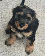 Cockapoo pup nog twee f1 reutje beide ouders vrij, Reu, 8 tot 15 weken, Meerdere, Nederland