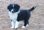 Border Collie/Sheppard pups,knuffellijn,mogen nest verlaten, Dieren en Toebehoren, 8 tot 15 weken, Collie, Meerdere, Meerdere dieren