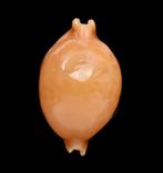 Schelpen: Cypraea globulus 19,3mm (Gem-) Thailand, Ophalen of Verzenden, Schelp(en)
