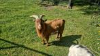 Mooi bok, Dieren en Toebehoren, Schapen, Geiten en Varkens, Mannelijk, Geit