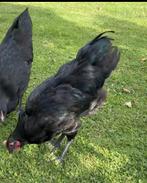 Australorp haan 4 maanden oud.  Groot, Dieren en Toebehoren, Pluimvee, Mannelijk, Kip