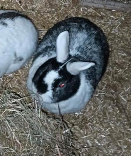Drie konijnen - zusjes, Dieren en Toebehoren, Konijnen, Vrouwelijk