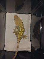 Wimpergekko vrouw 2021, Dieren en Toebehoren, Reptielen en Amfibieën