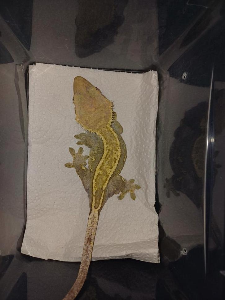 Wimpergekko vrouw 2021