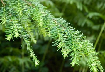 **ACTIE** Tsuga heterophylla, Westelijke hemlockspar inheems beschikbaar voor biedingen