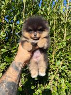 Pomeriaan, Dieren en Toebehoren, Honden | Poolhonden, Keeshonden en Oertypen, Rabiës (hondsdolheid), Overige rassen, 8 tot 15 weken