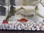 Goudvis, Dieren en Toebehoren, Vissen | Vijvervissen, Goudvis(sen)