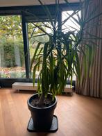Yucca 180-200 cm groot, Ophalen of Verzenden, Halfschaduw, 150 tot 200 cm