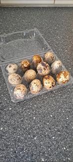 Kwartel eieren voor consumptie, Dieren en Toebehoren, Pluimvee, Geslacht onbekend, Overige soorten