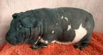 Dalmarier Skinny cavia zeug, Cavia, Juni, Vrouwelijk, Tam
