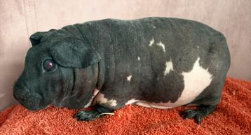 Dalmarier Skinny cavia zeug beschikbaar voor biedingen