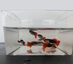 Mannetjes guppen te koop - diverse kleuren/soorten, Dieren en Toebehoren, Vissen | Aquariumvissen, Vis, Zoetwatervis, Schoolvis