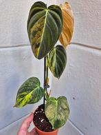 Philodendron Melanochrysum Variegata p10 (1)