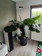 Grote bananenplant, gezond!, Ophalen, Overige soorten, Halfschaduw, 150 tot 200 cm