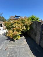 Japanse Esdoorn - Acer palmatum, Ophalen, Bloeit niet, Halfschaduw, Overige soorten